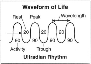 ultradian-rhythms
